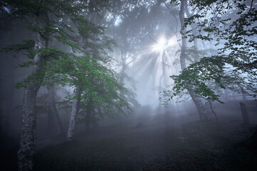 der Nebel Wald