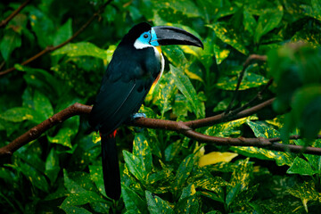 Channel-billed Toucan, Ramphastos vitellinus, sitting on the branch in tropical green jungle, Brazil. Detail portrait of toucan. Birdwatching in South America. Blue toucan in green vegetation.