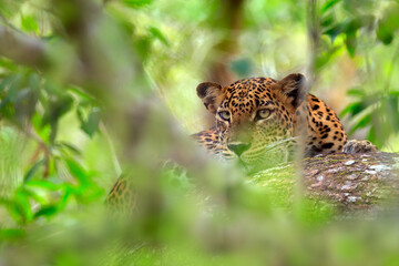 Leopard in green vegetation. Hidden Sri Lankan leopard, Panthera pardus kotiya, Big spotted wild...