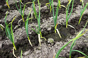 young shoots of green vegetables on manicured beds in the garden.