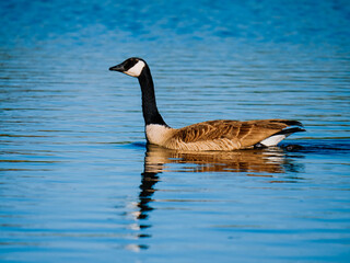 Canadian Goose