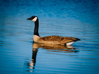 Canadian Goose
