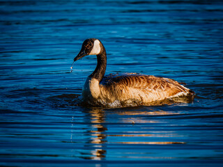 Canadian Goose