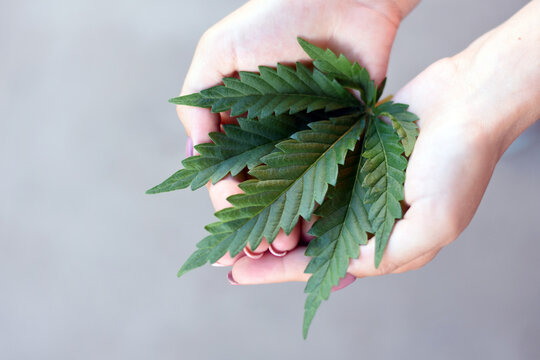 green cannabis leaf in female palms. medicinal plant