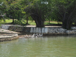 Naklejka premium A flock of ducks floating on the river 