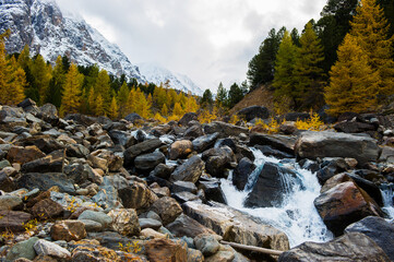 A mountain river flows through the forest like a waterfall.The larch trees of the Altai mountains are covered with snow.