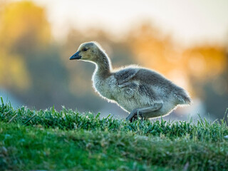 Canadian Gosling