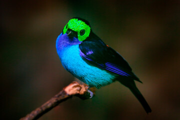 Multicoloured tanager in the nature habitat. Paradise Tanager, Tangara chilensis, bird with blue throat and light green face, wildlife in Brazil. Tanager sitting on the branch in dark tropic forest.