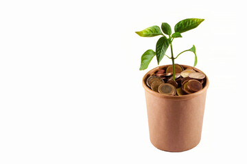 Concept for business, finance and investment. The plant grows in a container with coins. Isolated, copy space.