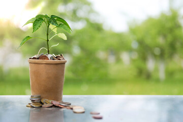 Concept for business, finance and investment. The plant grows in a container with coins. On blurred bokeh background of garden. High quality photo