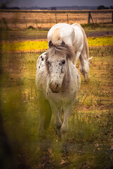 Dos caballos blancos