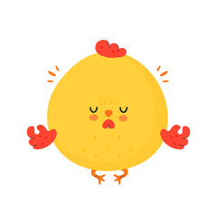 Cute funny chicken cock meditate