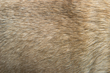 Close up of a beige dog texture fur, close up
