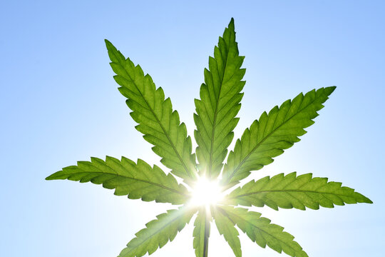 rays of the sun through a green leaf of hemp against the sky.