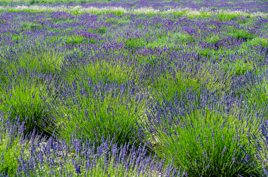 field of lavendar