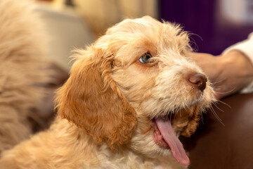 Bertie, an 8 week old Cockapoo puppy, starts his new life, having just left the breeders.