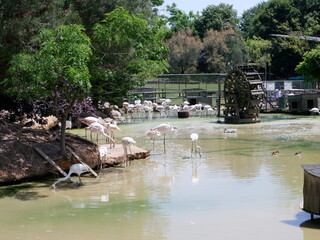 Flamingos in pond amazing birds