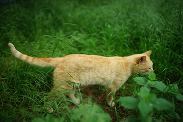 ginger cat walk in green grass in summer