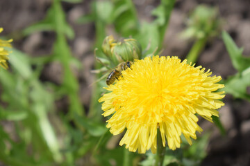 A bee on a yellow flower. Insect on a dandelion 