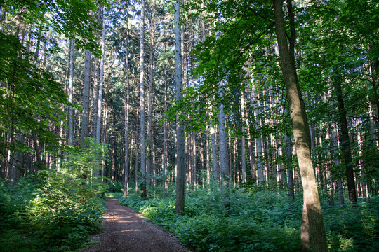 Morton Arboretum Trail