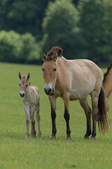 Przewalski horse new born with his mother