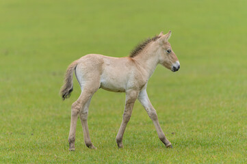 Naklejka na ściany i meble Przewalski horse new born with his mother