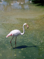 Flamingos in pond amazing birds