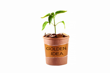Fototapeta na wymiar Golden Idea, concept for business, finance and investment. The plant grows in a container with coins. Isolated.