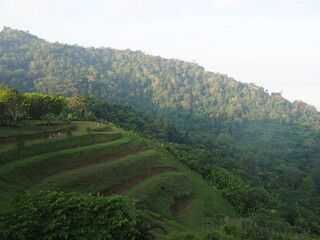 Fototapeta na wymiar tea plantation in the mountains