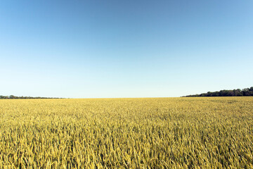 Wheat Fields and Rural Landscapes
