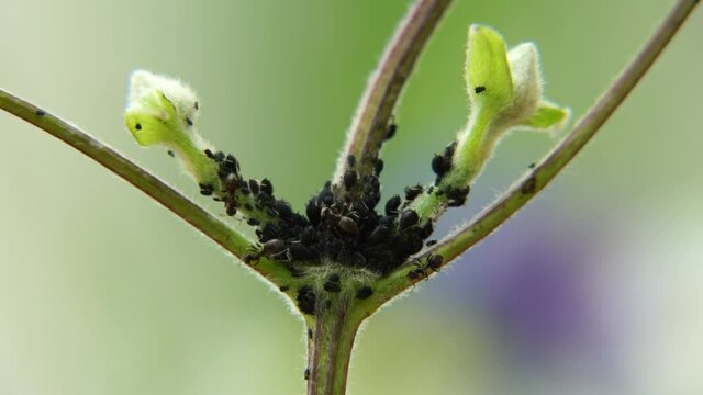 Gros plan sur un &eacute;levage de poux par des fourmis