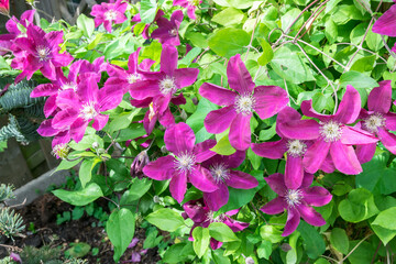 Large, vibrant purple colored clematis flowers in a garden