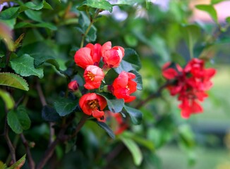 kwiaty natura ogród lato las wieś  pasja zdjęcia fotografia kolory zielony niebieski żółty krzewy 