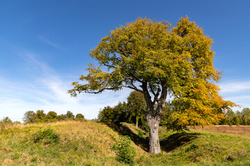 The last of the 'Seven Kings'.  Seven 150 year old oak trees once stood along a medieval trench on Totternhoe Knolls, but most were cut down in 2015 due to weakness and disease.