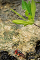 A little red crab standing on a wet stone making contrast with a light green plant