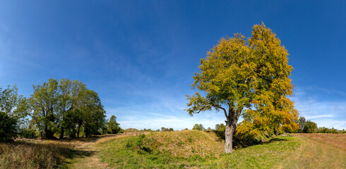 The last of the 'Seven Kings'.  Seven 150 year old oak trees once stood along a medieval trench on Totternhoe Knolls, but most were cut down in 2015 due to weakness and disease.