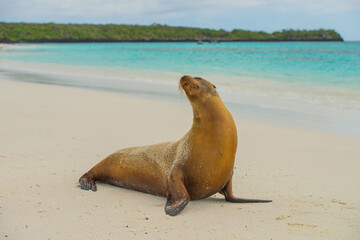 Fototapeta premium Galapagos Sea Lion on a sandy beach at Espanola Island.