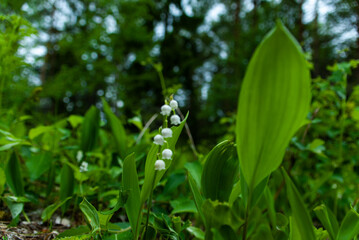 Lily of the valley