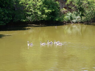 Beautiful swans swimming in lake