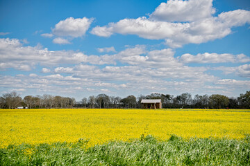 Field of Yellow Flowers Under a Blue Sky Filled with Puffy White Clouds