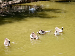 Beautiful swans swimming in lake