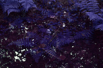 Color Infrared Image of foggy wett forest. Series of images from foggy wett forest shot on vintage...