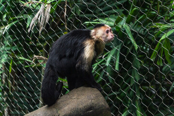 En el zoo un mono se posa en un tronco