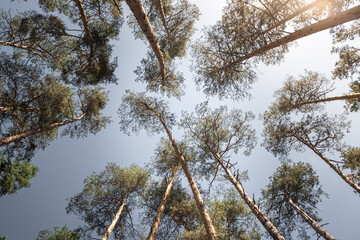 trunks of tall pine trees against a blue sky with sunbeams. photo taken on a wide-angle lens from the bottom up. pattern of tree crowns.