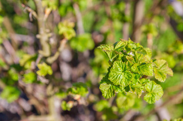 Blackcurrant Bush turns green in the spring in the garden