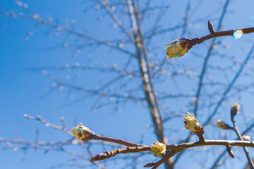 Buds bloom in spring on a pear tree in the garden