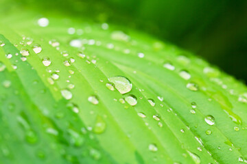 Rain water dew drops on leaf