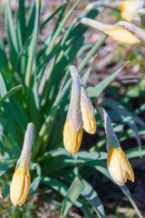 Yellow flowers daffodils bloom in the spring in the garden