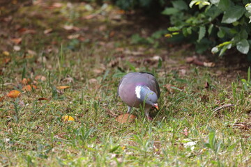 Recherche déjeuner !