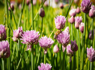 bee on chive flowers